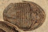 Two + Asaphid Trilobites (One Dorsal, One Ventral) - Taouz, Morocco #189679-2